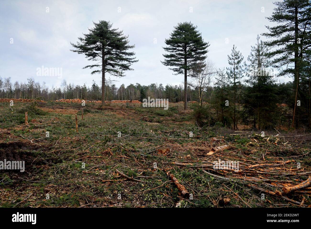 Linee elettriche telaio di protezione dall'alto per apparecchiature meccaniche che lavorano sul sito di sgombero della foresta e area di abbattimento degli alberi nella New Forest. Foto Stock