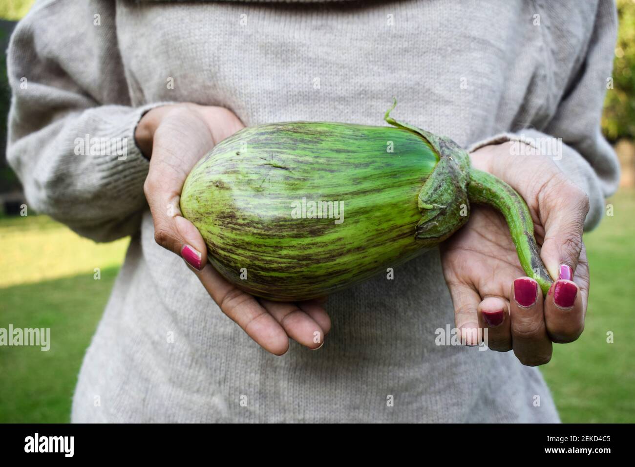 Femmina che tiene in mano grandi verdure verdi di origine brainjal o melanzane o melanzane indiane asiatiche. Biologico giardinaggio di cucina casalinga di grande verde con portamonete Foto Stock