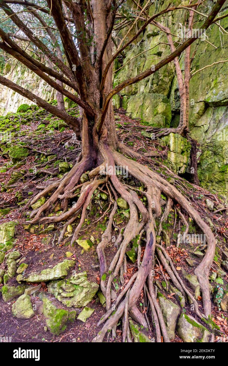 Vista ravvicinata dell'albero con radici esposte su una parete rocciosa. Foto Stock