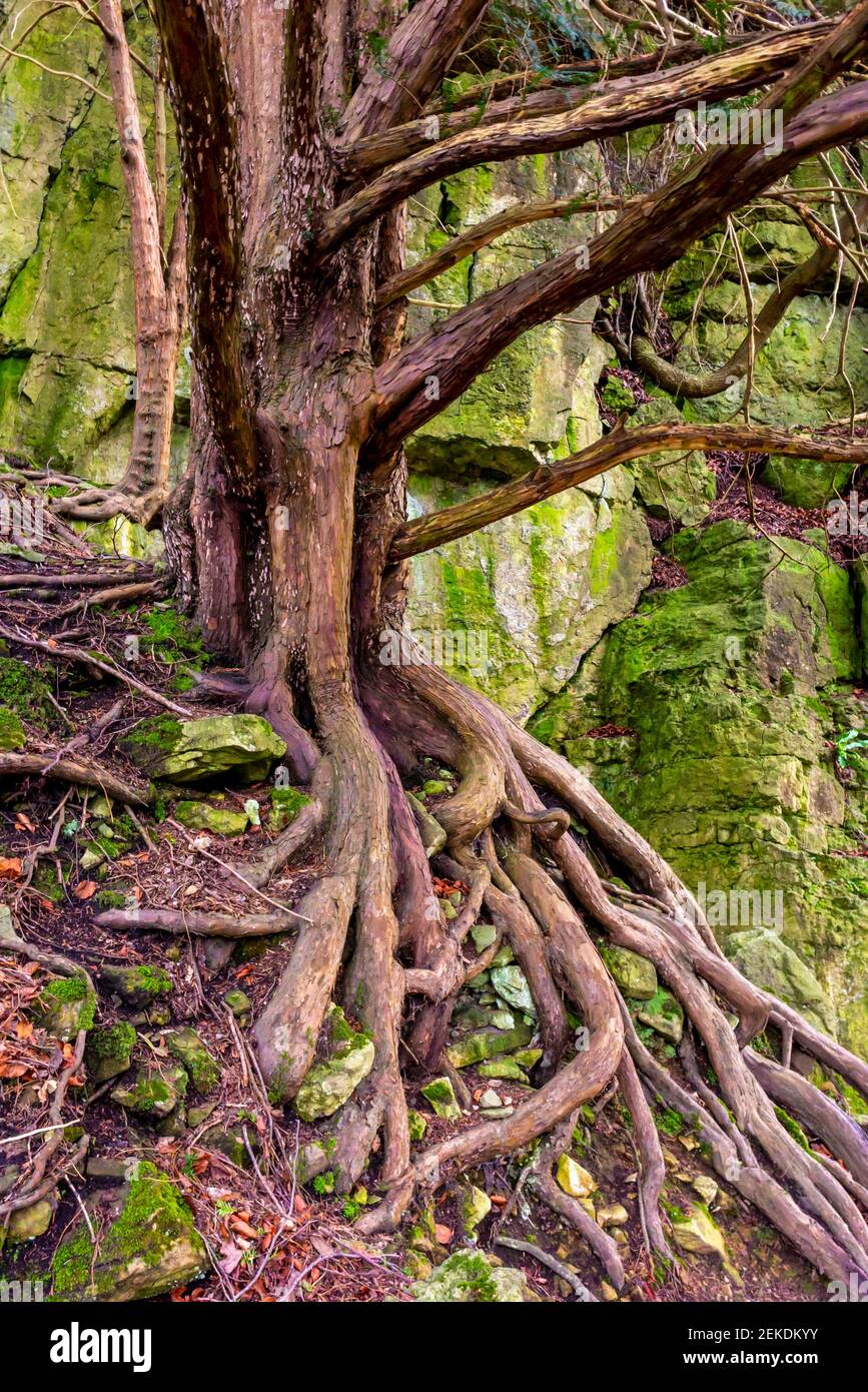 Vista ravvicinata dell'albero con radici esposte su una parete rocciosa. Foto Stock