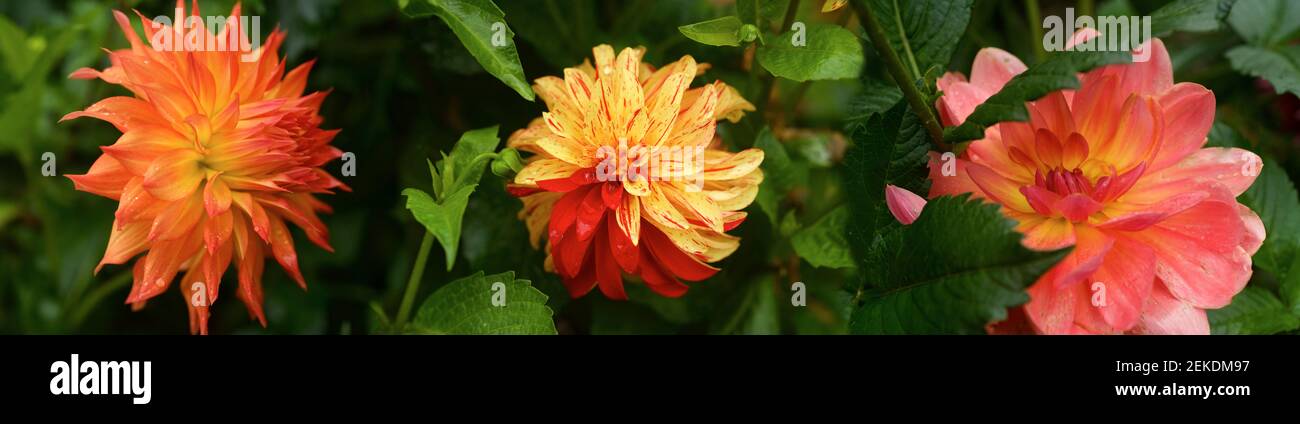 Primo piano di fiori di dahlia, Seattle, Washington, USA Foto Stock