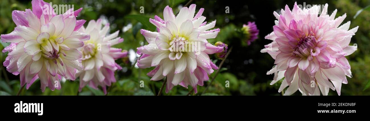 Primo piano di fiori di dahlia, Seattle, Washington, USA Foto Stock