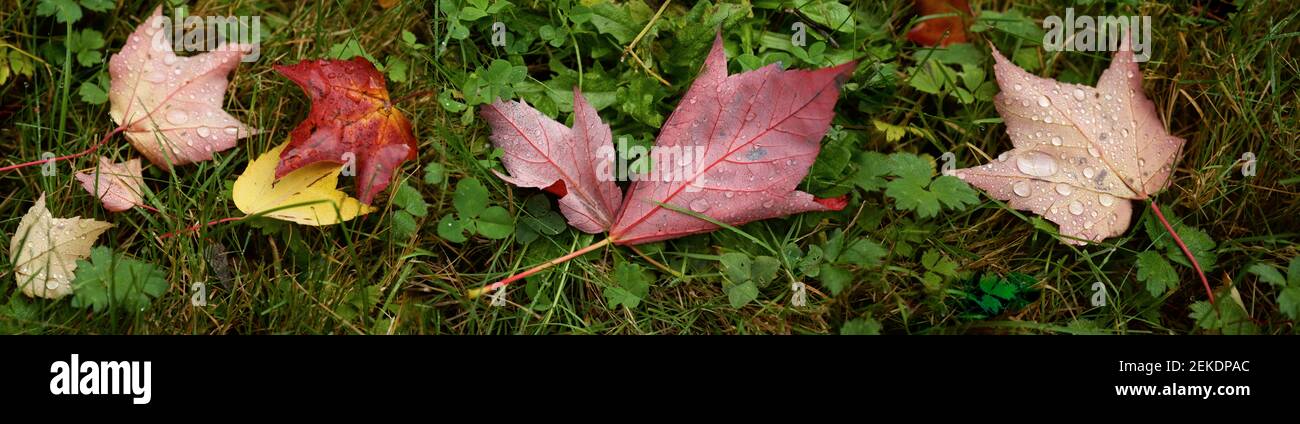 Primo piano di foglie umide, Seattle, Washington, USA Foto Stock