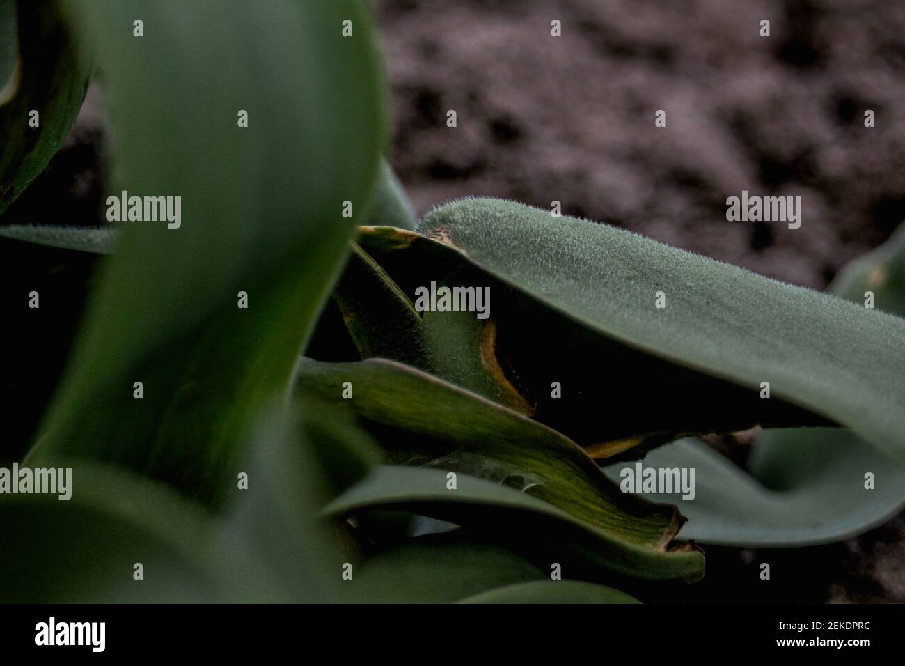 Foglia di tulipano verde scuro con una struttura di velluto nella pianta centrale su uno sfondo grigio sfocato del terreno. Foglie sfocate in primo piano. Primo piano Foto Stock