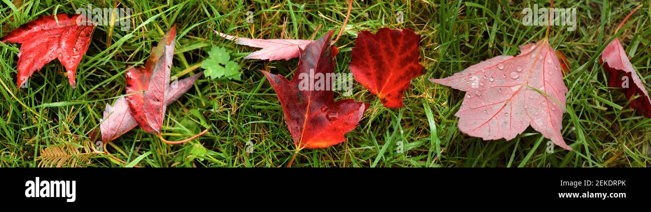 Primo piano di foglie umide, Seattle, Washington, USA Foto Stock