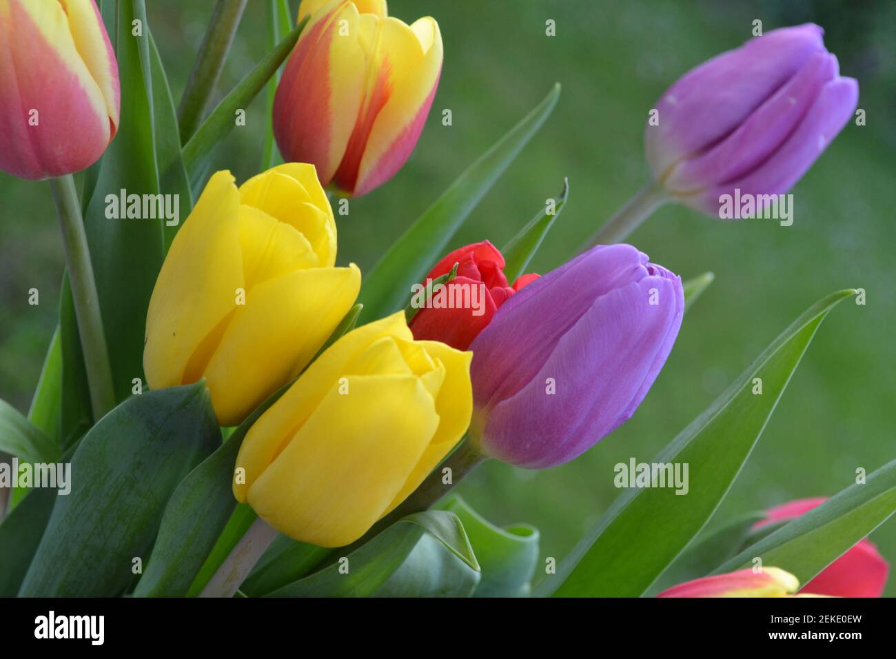 Tulipani -Tulipa - Perenni erbacei Bulbiferi Geofiti - Fiori freschi - Viola - giallo - Rosso - Fiori di Pretty - Yorkshire - Regno Unito Foto Stock