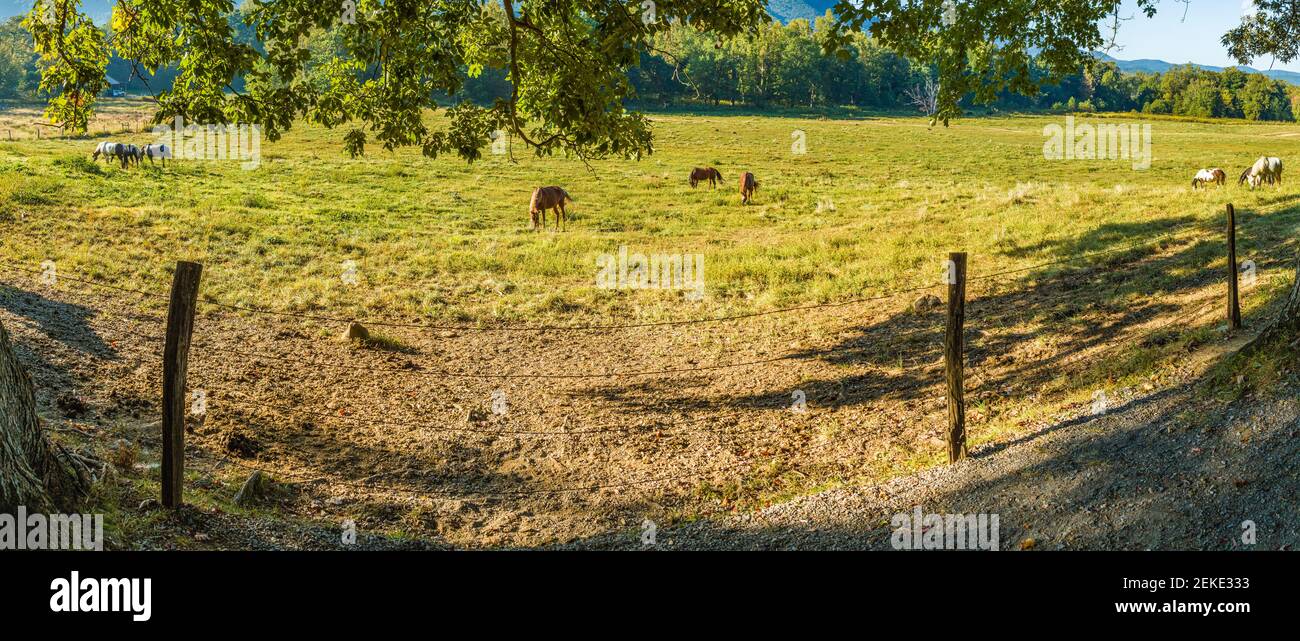 Horses in Pasture, Cades Cove, Great Smoky Mountains National Park, Tennessee, USA Foto Stock