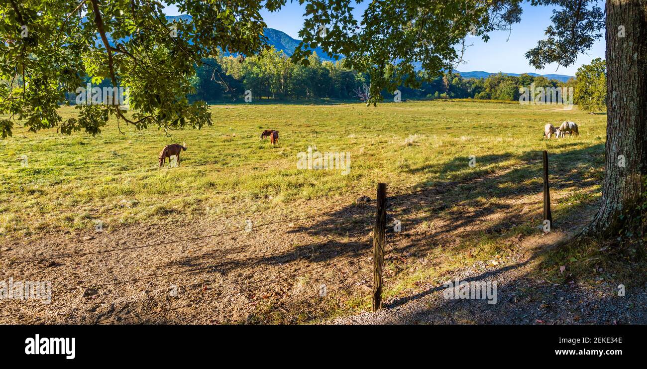 Horses in Pasture, Cades Cove, Great Smoky Mountains National Park, Tennessee, USA Foto Stock