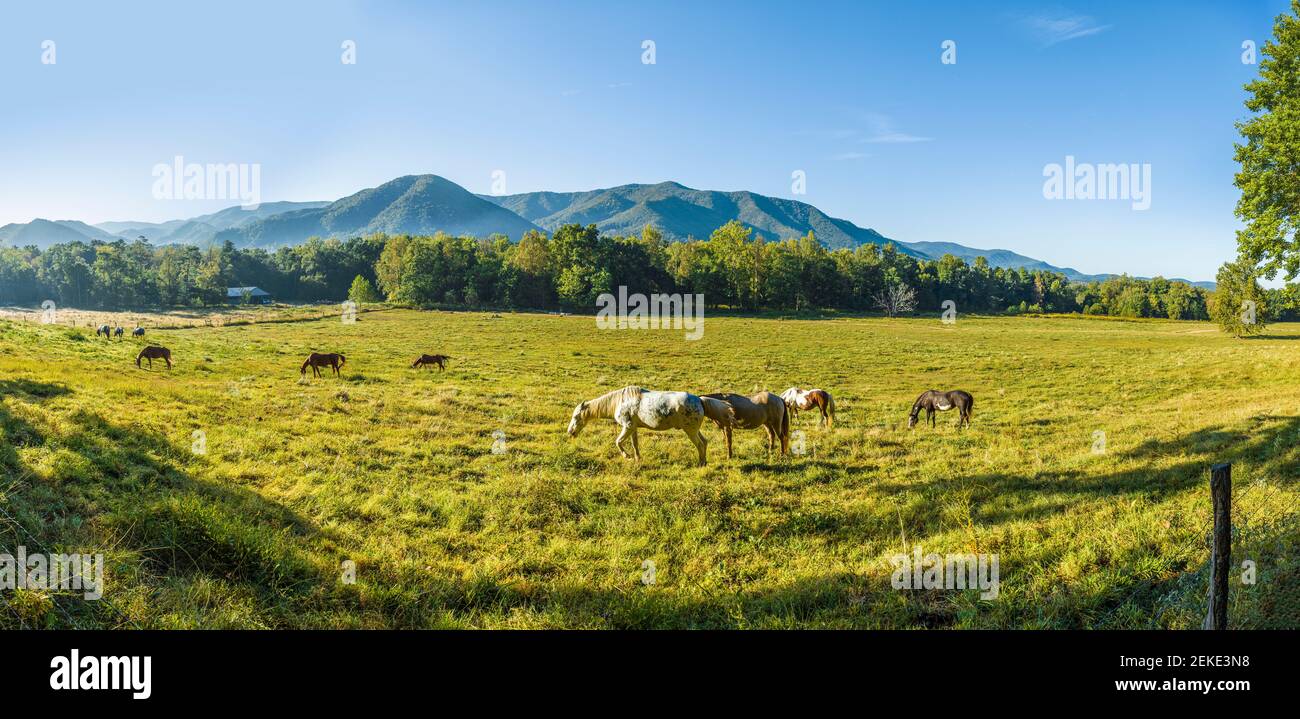 Horses in Pasture, Cades Cove, Great Smoky Mountains National Park, Tennessee, USA Foto Stock