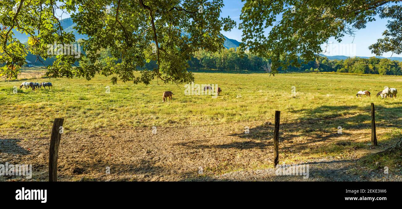 Horses in Pasture, Cades Cove, Great Smoky Mountains National Park, Tennessee, USA Foto Stock