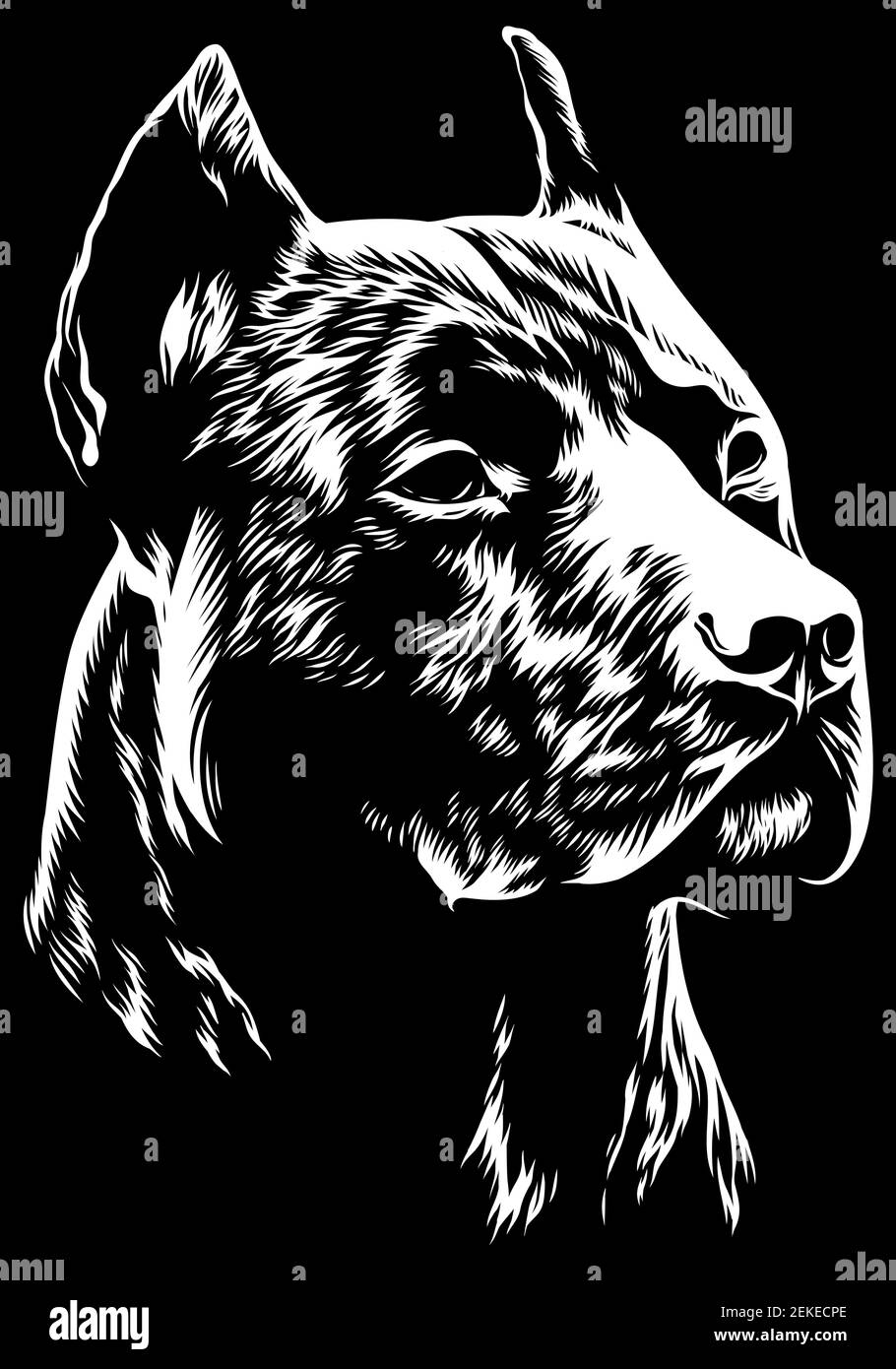 Illustrazione Vettoriale arrabbiato pitbull testa mascotte, su sfondo bianco Illustrazione Vettoriale