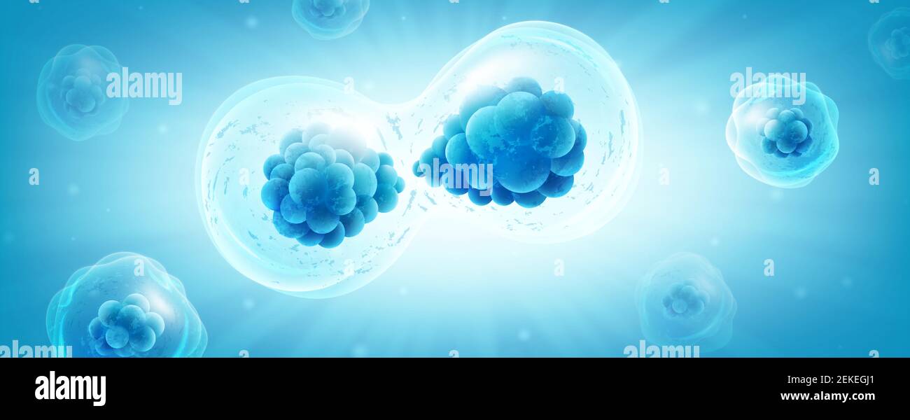 Divisione cellulare o connessione cellulare, il processo microbiologico di riproduzione dei microrganismi più semplici microbi, batteri, proteine. Vettore Illustrazione Vettoriale
