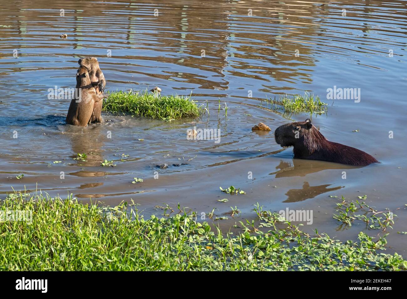 Capybara (Hydrochoerus hydrochaeris), adulto con due bambini che giocano nello stagno nell'Amazzonia, roditore gigante della cavia nativo al Sudamerica Foto Stock