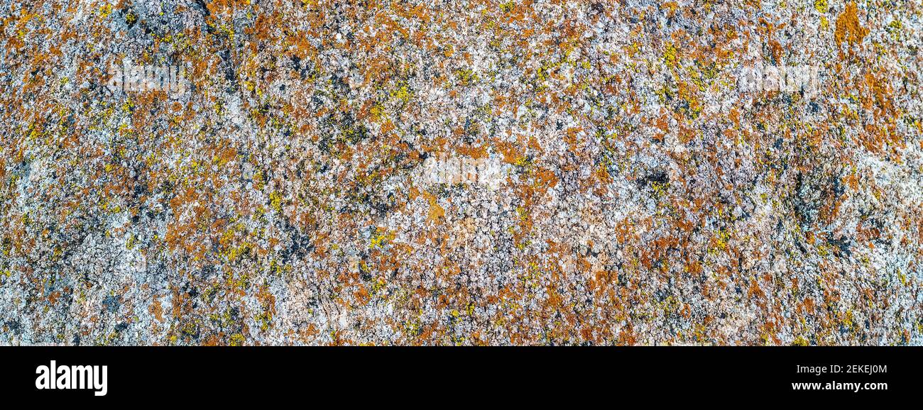 Lichene colorato sulla roccia, Alabama Hills, Inyo County, California, Stati Uniti Foto Stock