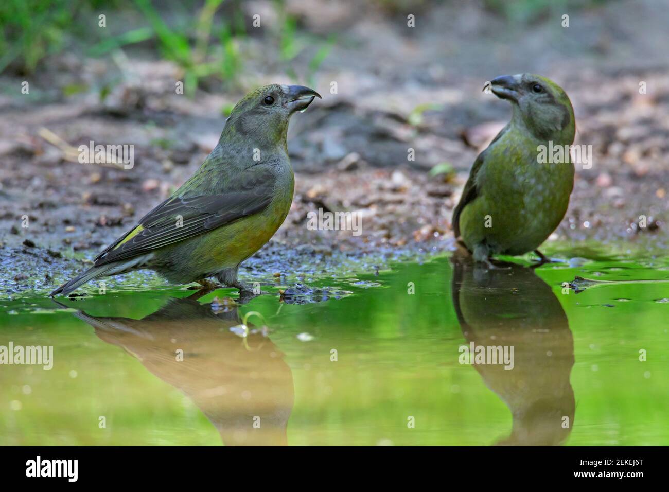 crossbill rosso / crossbill comuni (Loxia curvirostra) due femmine che bevono acqua da stagno / rivuletto Foto Stock