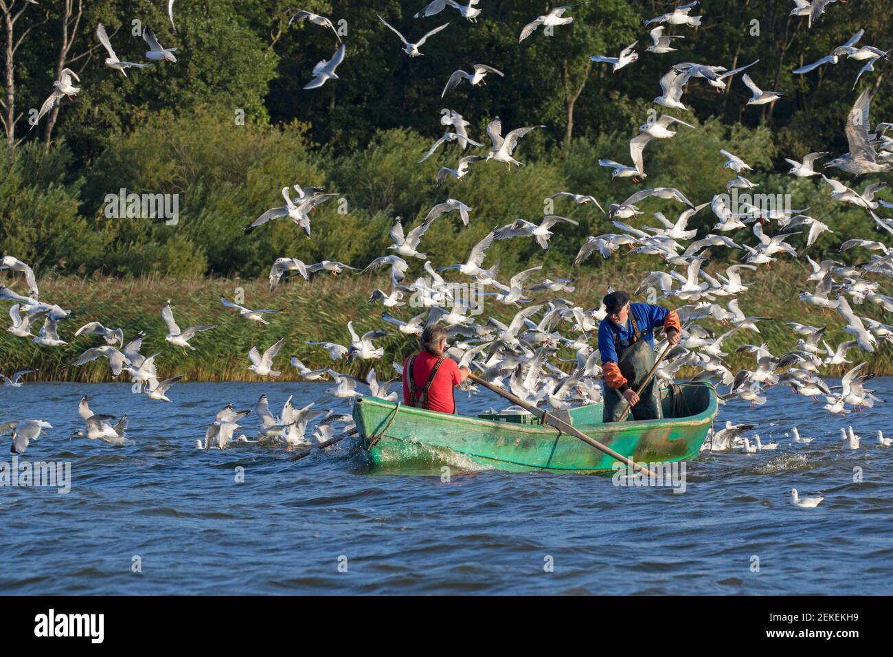 Due pescatori in barca a remi / canottaggio pesca in lago, circondato da gregge di gabbiani a testa nera (Chromicocephalus ridibundus) in estate Foto Stock