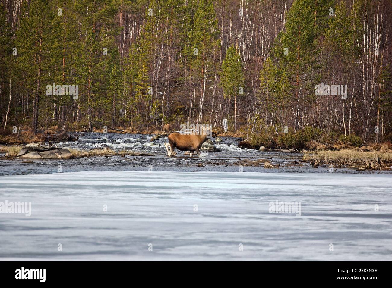 L'Elca (una giovane donna incinta) attraversa un piccolo fiume di sorgente pieno e tempestoso dall'acqua di fusione, ma il lago è ancora sotto ghiaccio. Moose spri Foto Stock