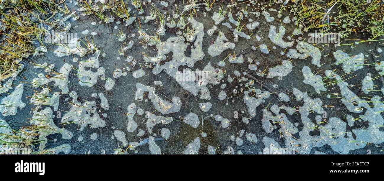 Minerali in acqua, Lago Mono, Riserva Naturale di Stato, Contea di Mono, California, STATI UNITI Foto Stock