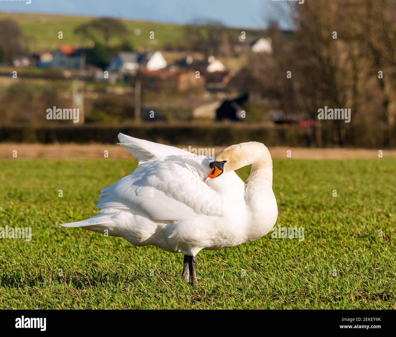 Donna mute swan (Cygnus olor) in un campo di coltura in primavera sole, East Lothian, Scozia, Regno Unito Foto Stock