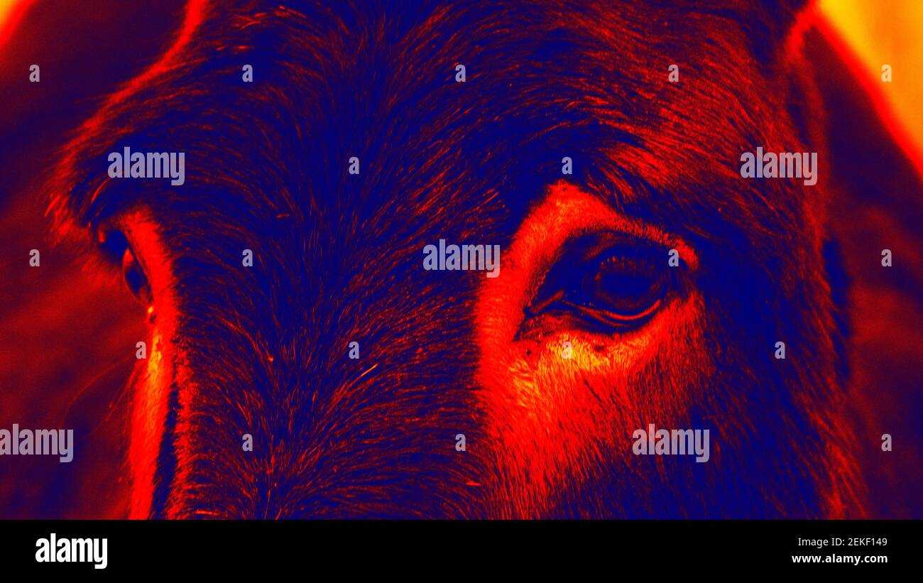 Occhi intelligenti del cavallo. Scansione della temperatura corporea dell'animale con una termocamera. Foto Stock