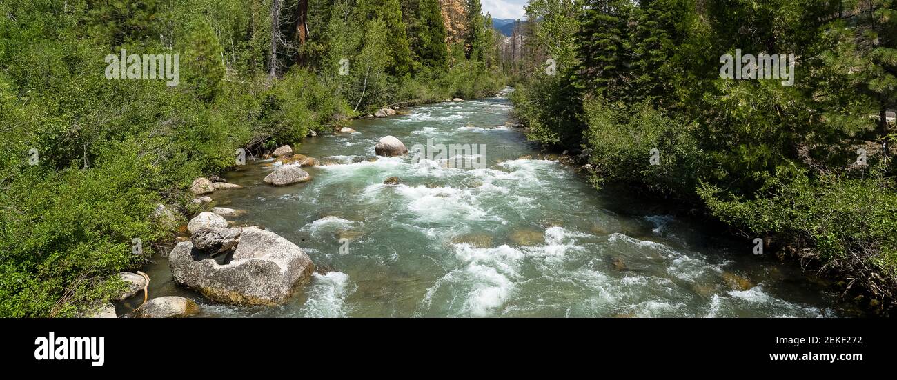 Fiume selvaggio circondato da lussureggiante foresta verde, Passo di sonora, Contea di Mono, California, Stati Uniti Foto Stock