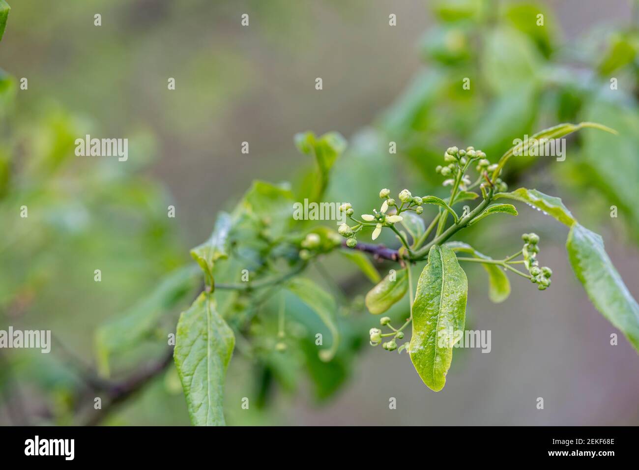 Spindle; Euonymus europaeus; Flower; UK Foto Stock