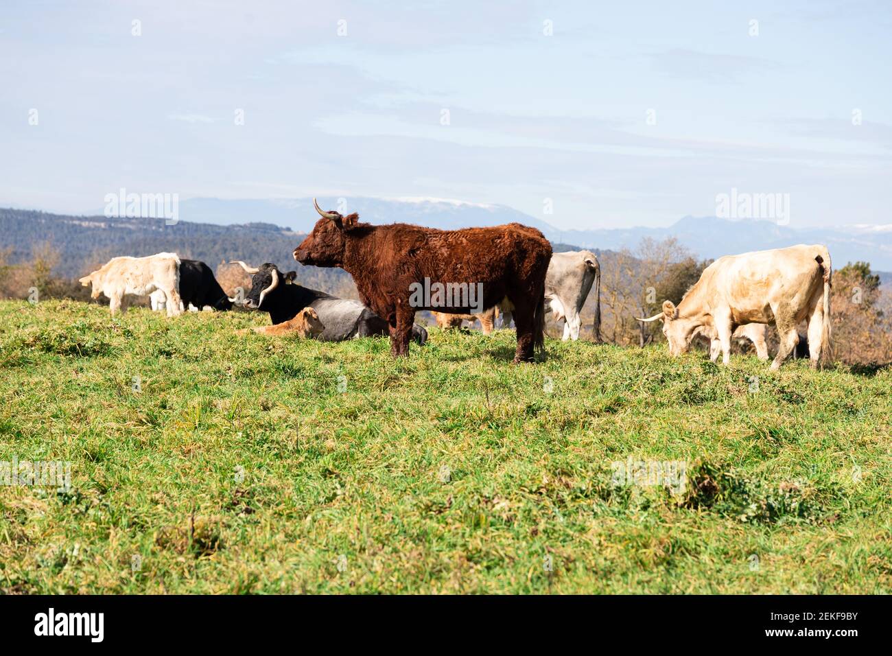 Mucca marrone al centro e più diverse mucche colorate nella parte posteriore mangiare erba e adagiato a terra. Montagne innevate nella parte posteriore. Mucche a Catalo Foto Stock