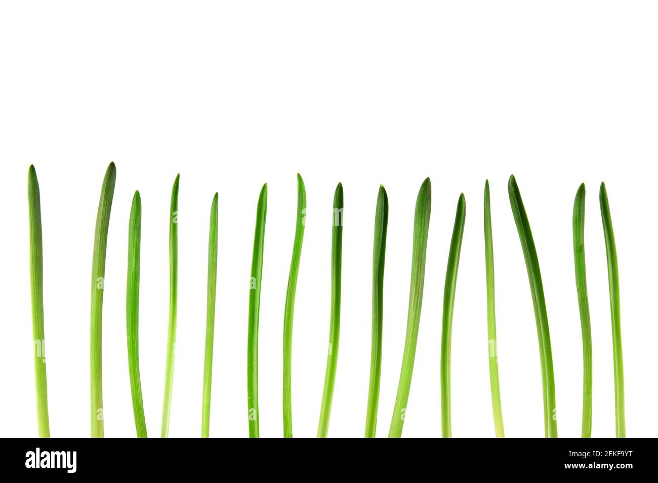 Immagine isolata di un gambo di erba verde. Concetto di primavera Foto Stock