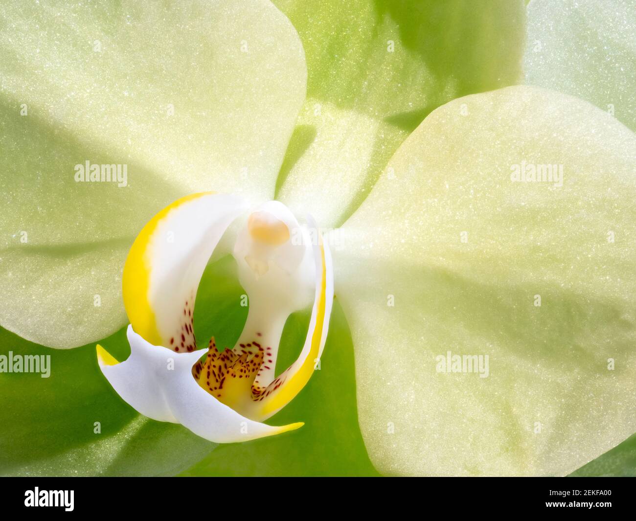 Estremo primo piano di orchidea Foto Stock
