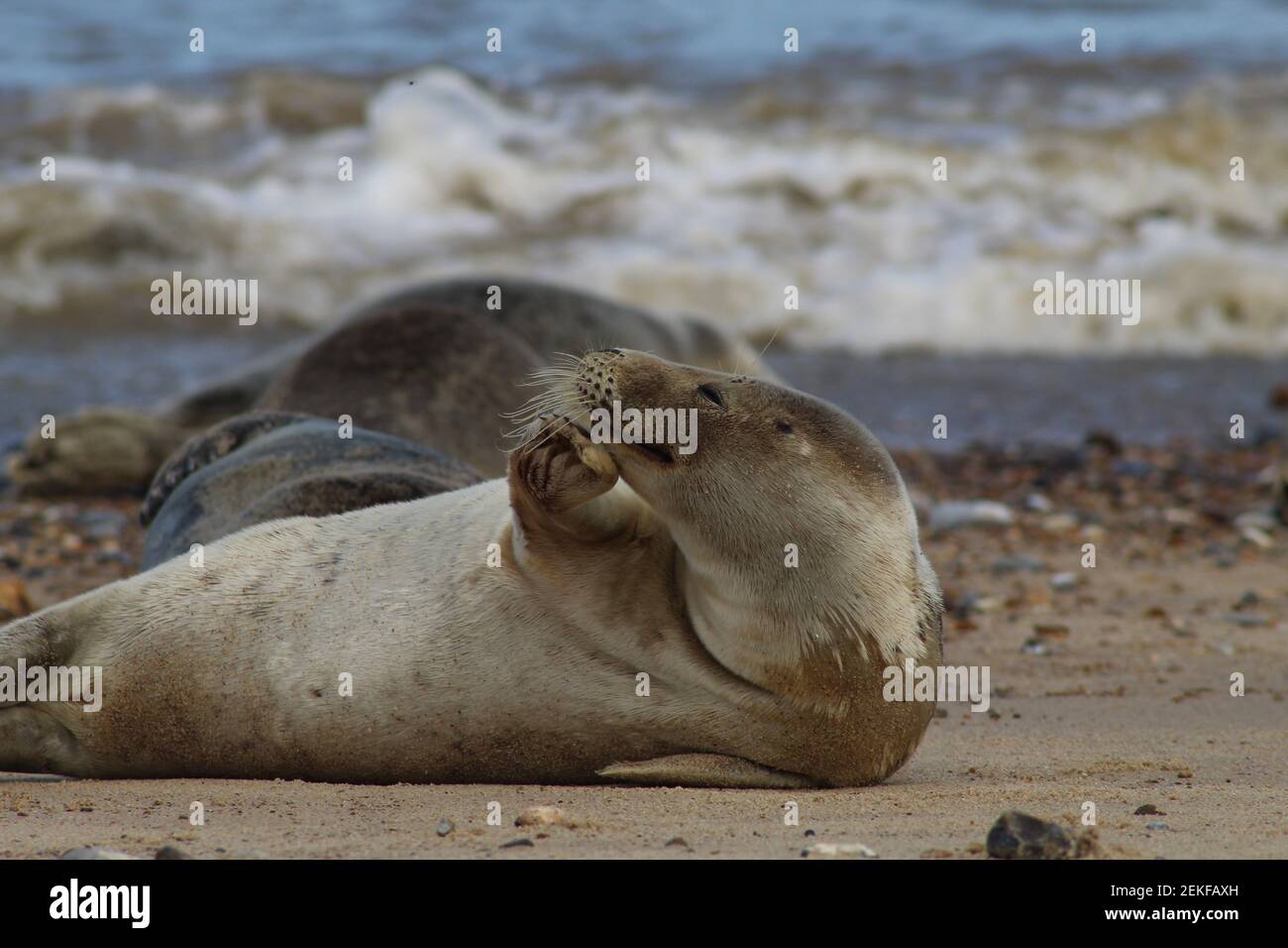 Le foche si rilassano sulla spiaggia, sembra profondo nel pensiero Foto Stock