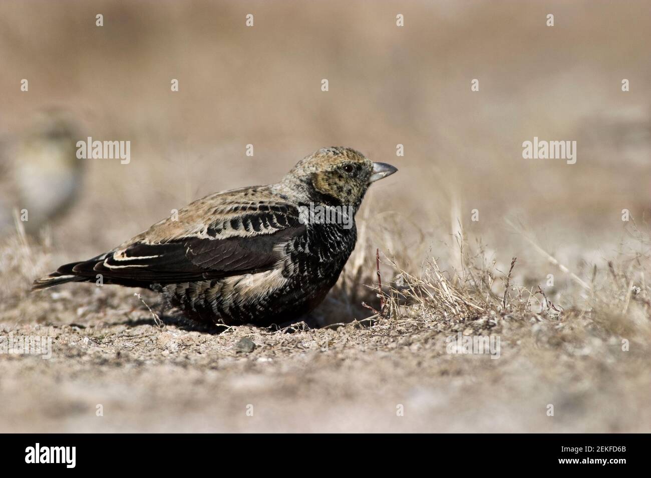 Dark nero (Melanocorypha yeltoniensis) Betpak-Dala Kazakistan novembre 2003 Foto Stock