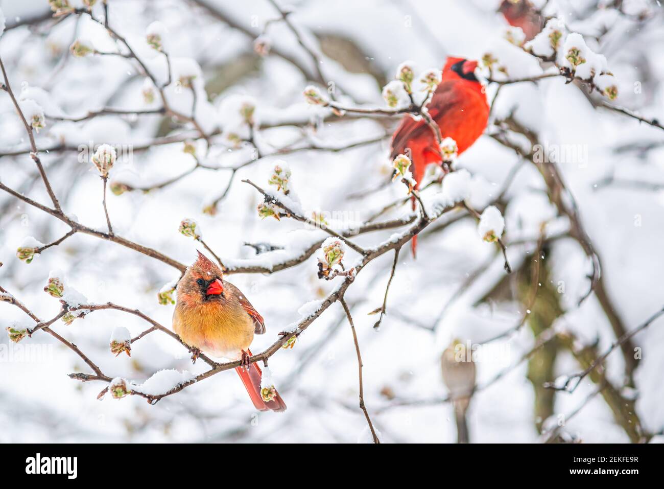 Due coppie cardinale rosso nord coppia, Cardinalis, uccelli arroccati sul ramo albero durante la neve pesante inverno colorato in fiori di ciliegia Virginia boccioli Foto Stock