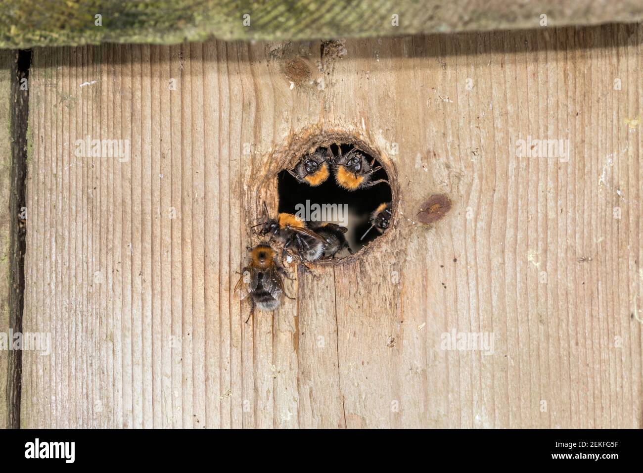 Tree Bumblebee; Bombus hypnorum; Nest Entrance; UK Foto Stock