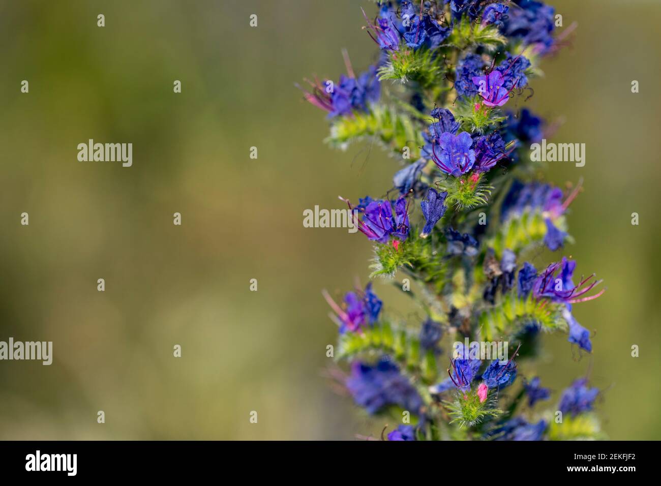 Vipers Bugloss; Echium vulgare; fioritura; Regno Unito Foto Stock