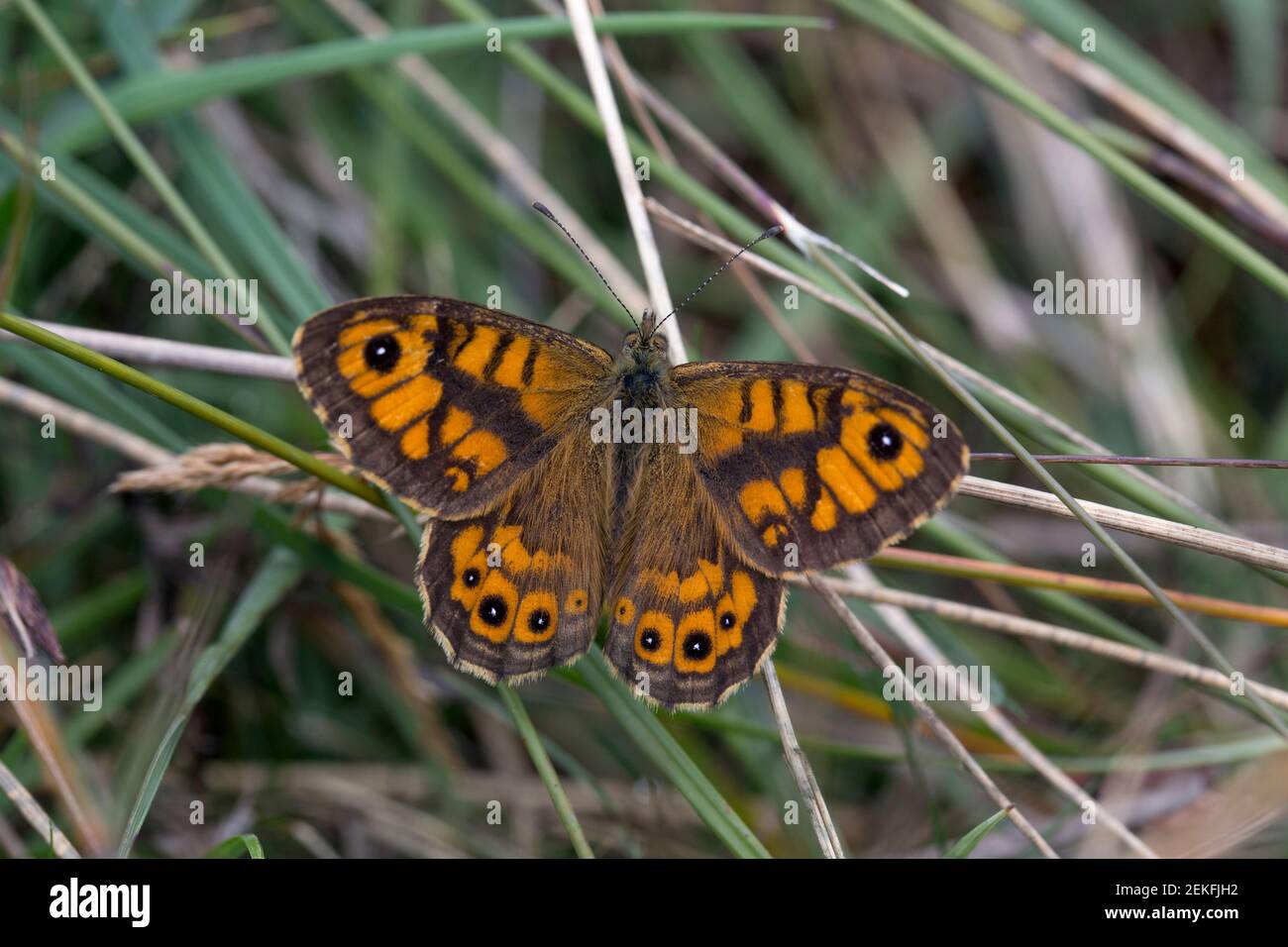 Wall Brown Butterfly; Lasiommata megera; Estate; UK Foto Stock