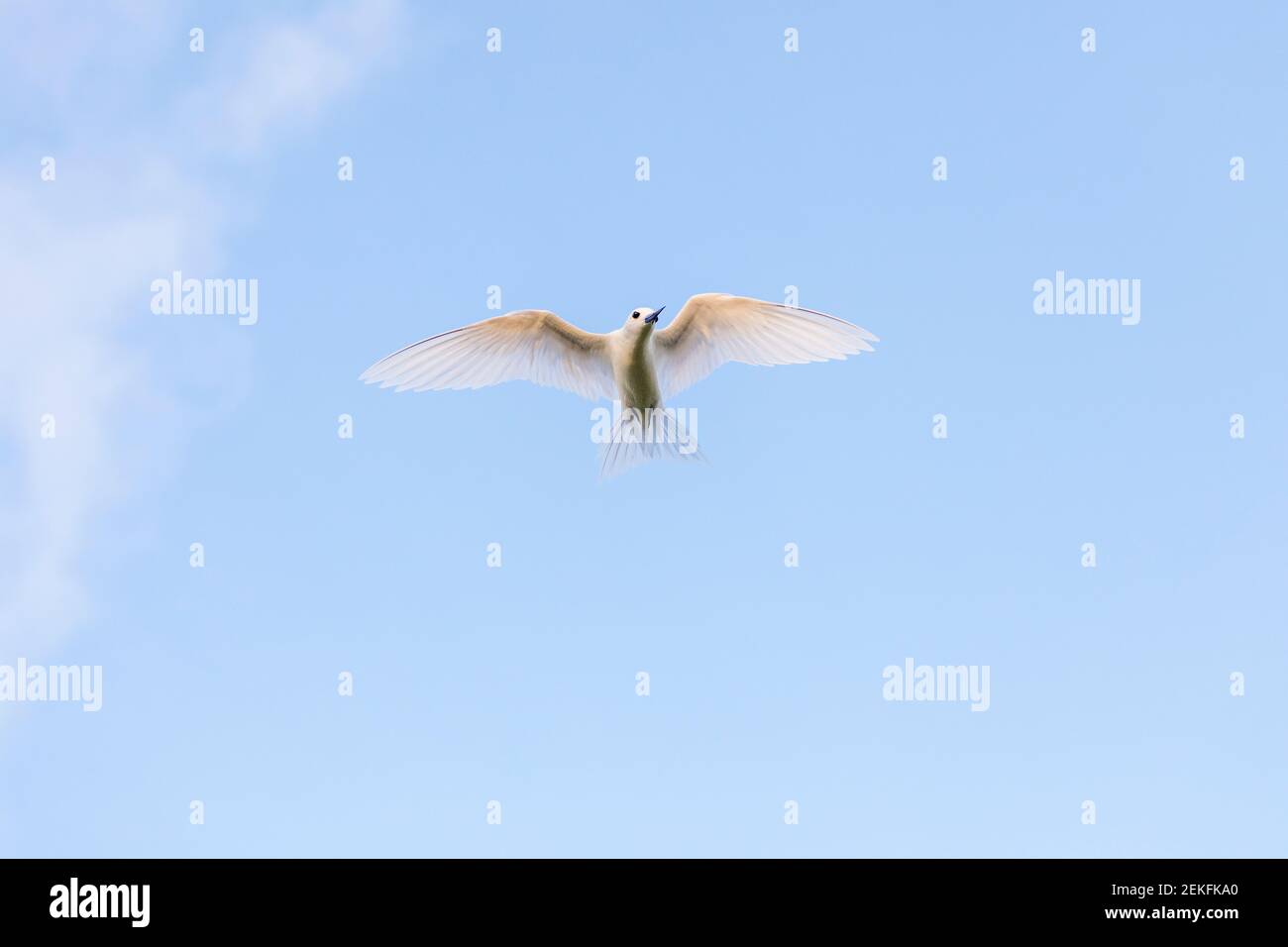 Tern Bianco; Gygis alba; volo; Seychelles Foto Stock
