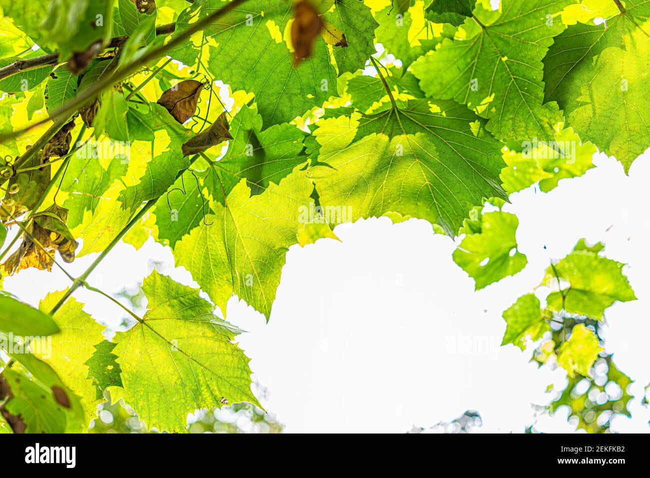 Macro closeup di verde brillante selvaggio grande foglia d'uva retroilluminata contro luce solare isolato con cielo bianco che cresce su vite in estate Foto Stock