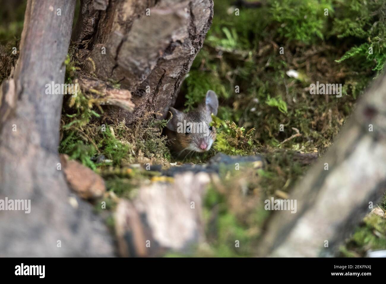 Mouse a collo giallo; Apodemus flavicollis; UK Foto Stock