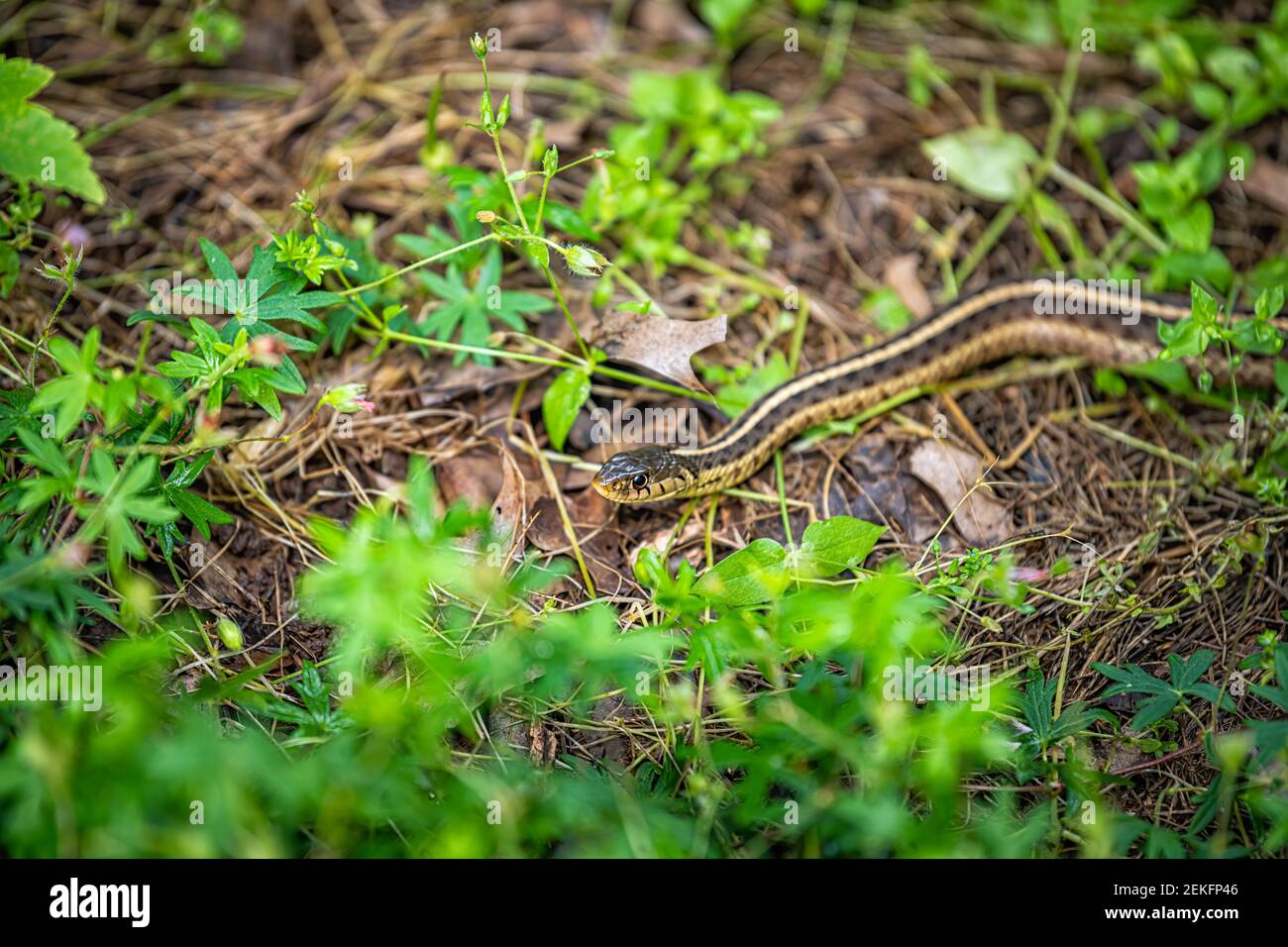 Closeup di piccolo nastro garter serpente su terreno giardino con Foglie verdi di fogliame in estate di Virginia Foto Stock