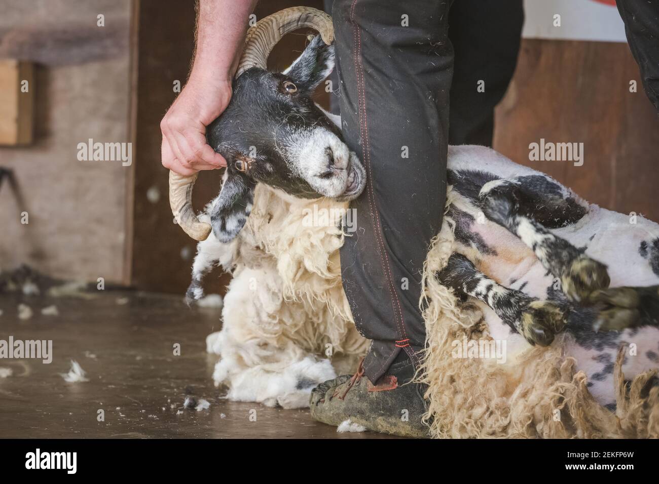 Dettaglio in primo piano della tosatura di pecore come un tosatore strazza la lana da un maschio scozzese Blackface gregge ram (Ovis Aries) come parte della vita rurale. Foto Stock