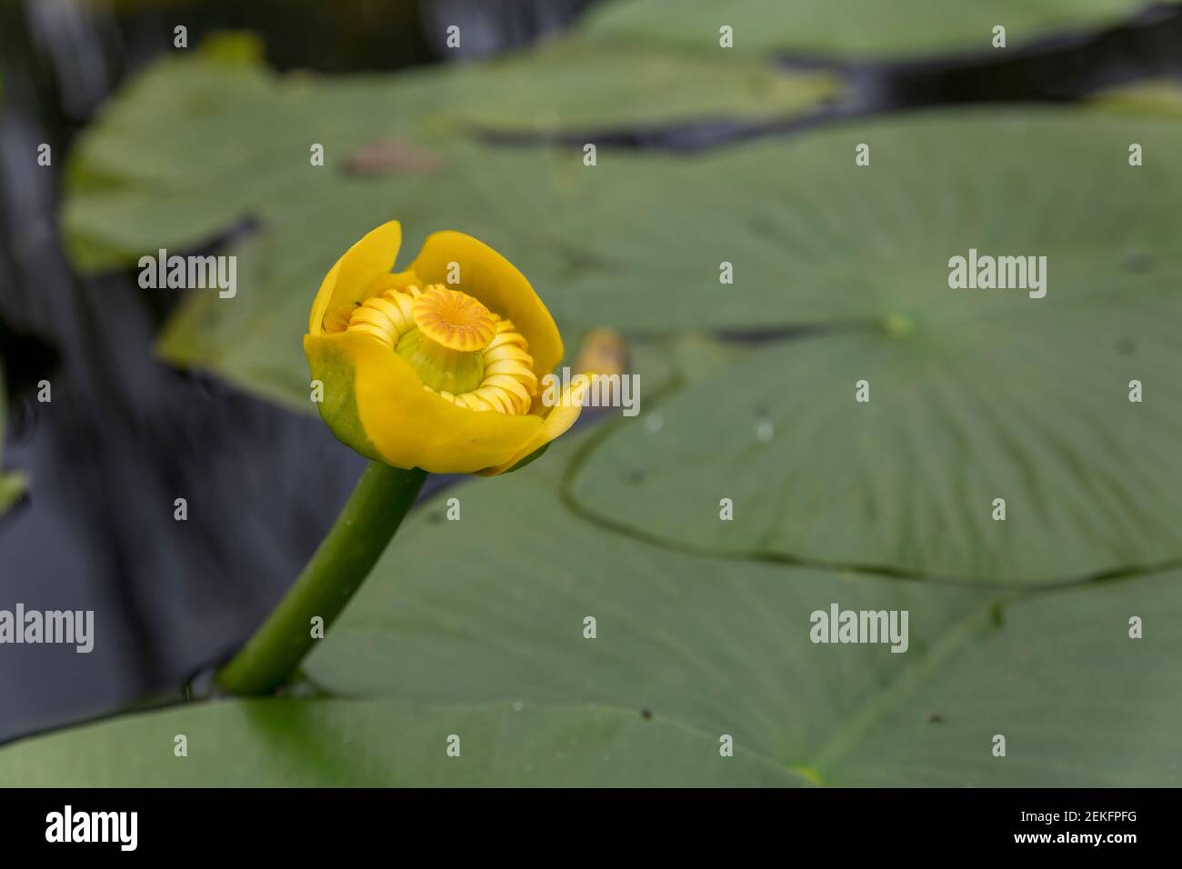 Giglio d'acqua giallo; Nuphar lutea; Fiore; UK Foto Stock