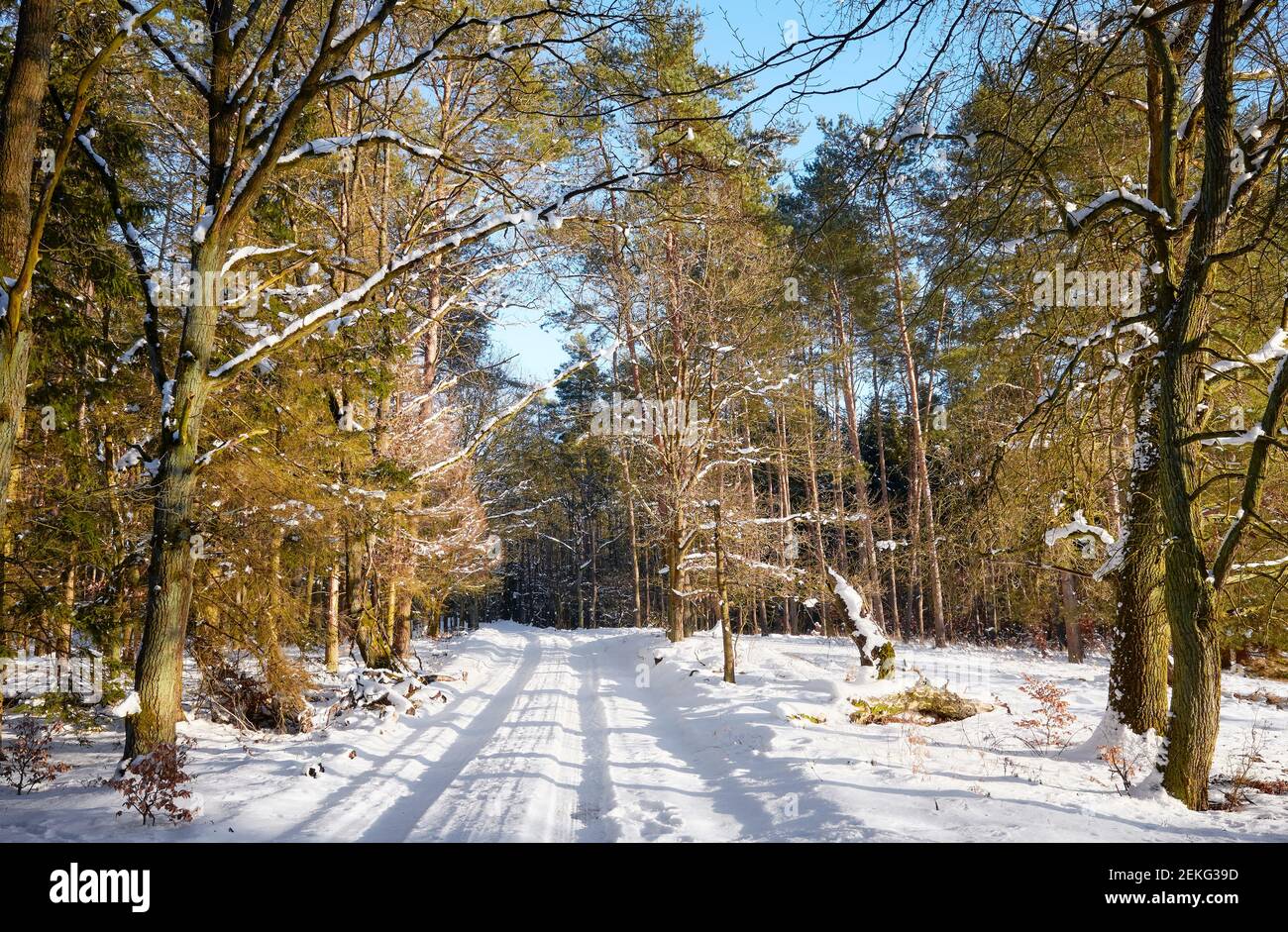 Strada nella foresta invernale in una giornata di sole. Foto Stock