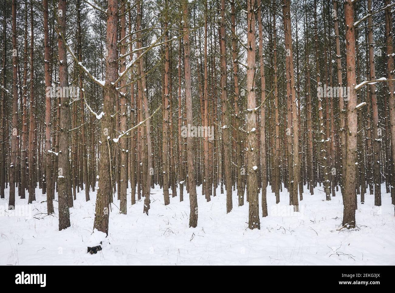 Immagine di una foresta profonda in inverno innevato. Foto Stock