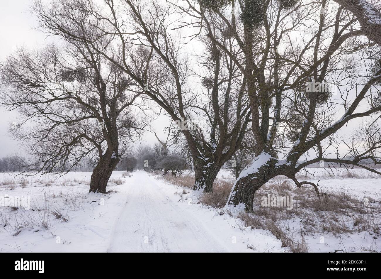 Immagine di una strada di campagna in inverno. Foto Stock