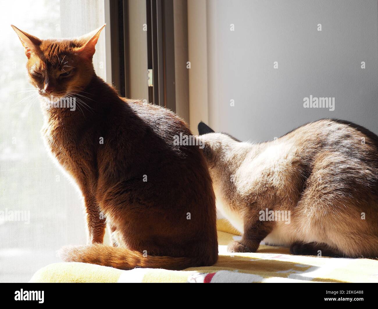 Gatto abissino e gatto tailandese crogiolarsi al sole sulla finestra. Foto Stock