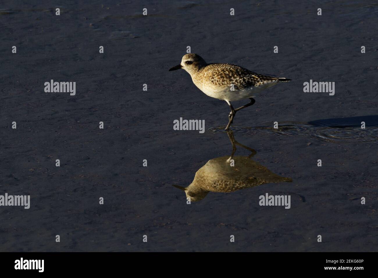 Sanderling, un sandpiper, corre mentre si riflette nelle acque del Golfo del Messico a Corpus Christi, Texas, Stati Uniti Foto Stock