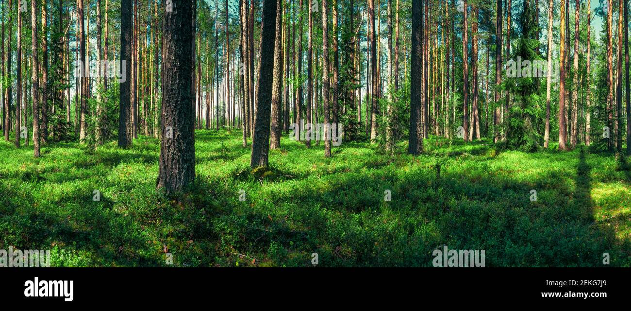 Basse parti della foresta, Lieksa, Finlandia Foto Stock