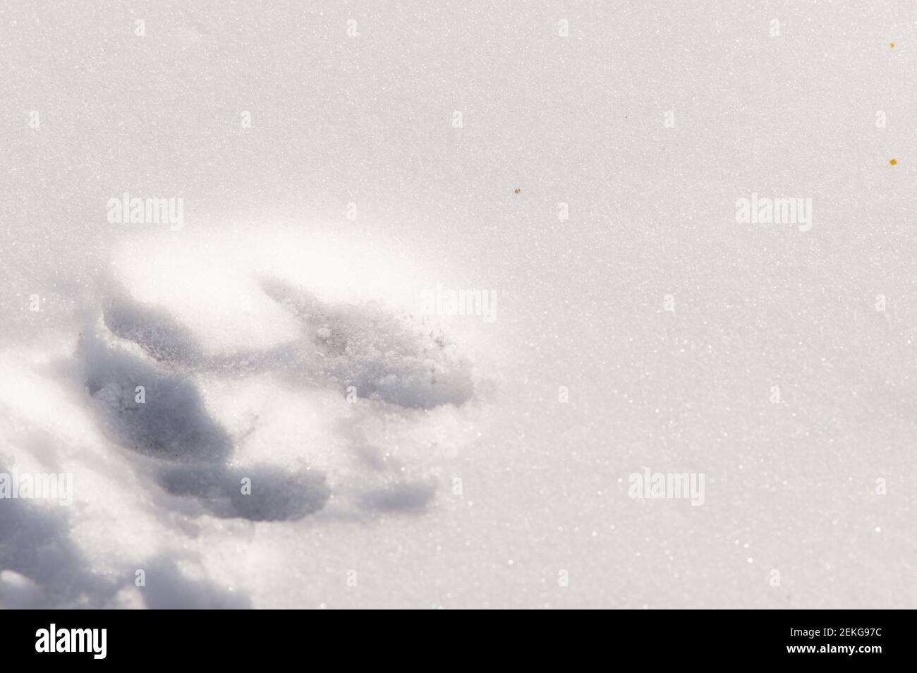 Primo piano di un'impronta animale nella neve Foto Stock