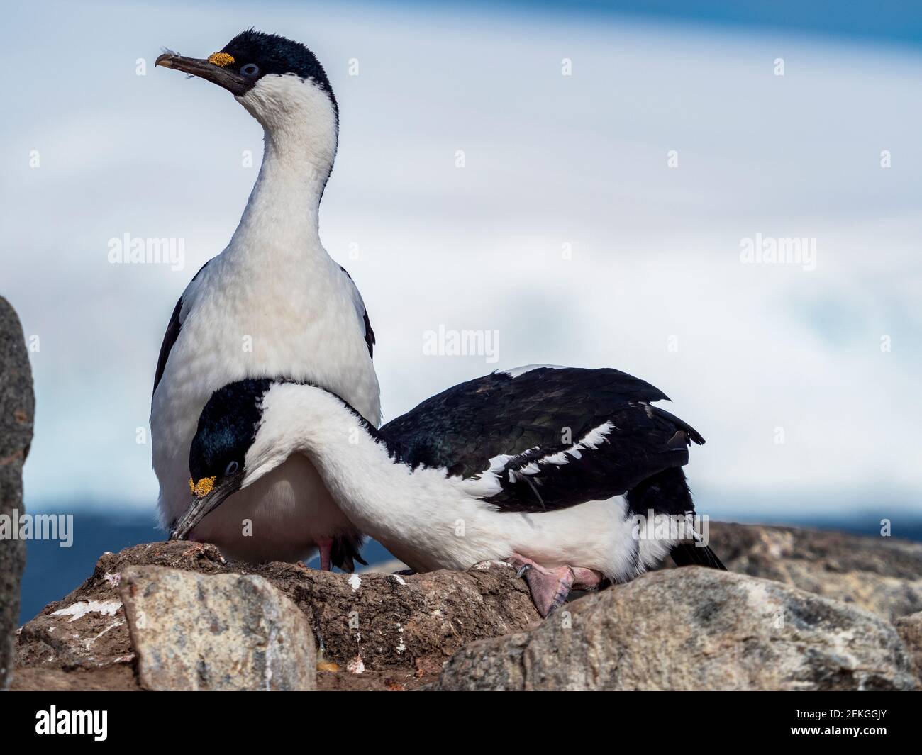 Due scacchi dagli occhi blu, Jugla Point, vicino a Port Lockroy, Antartide Foto Stock