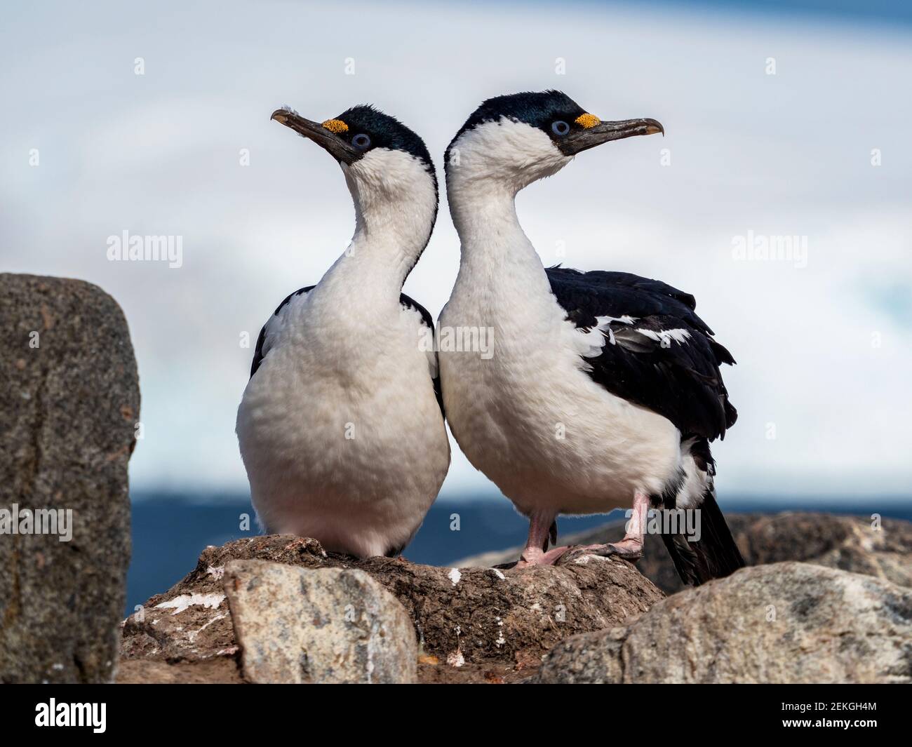 Due scacchi dagli occhi blu, Jugla Point, vicino a Port Lockroy, Antartide Foto Stock